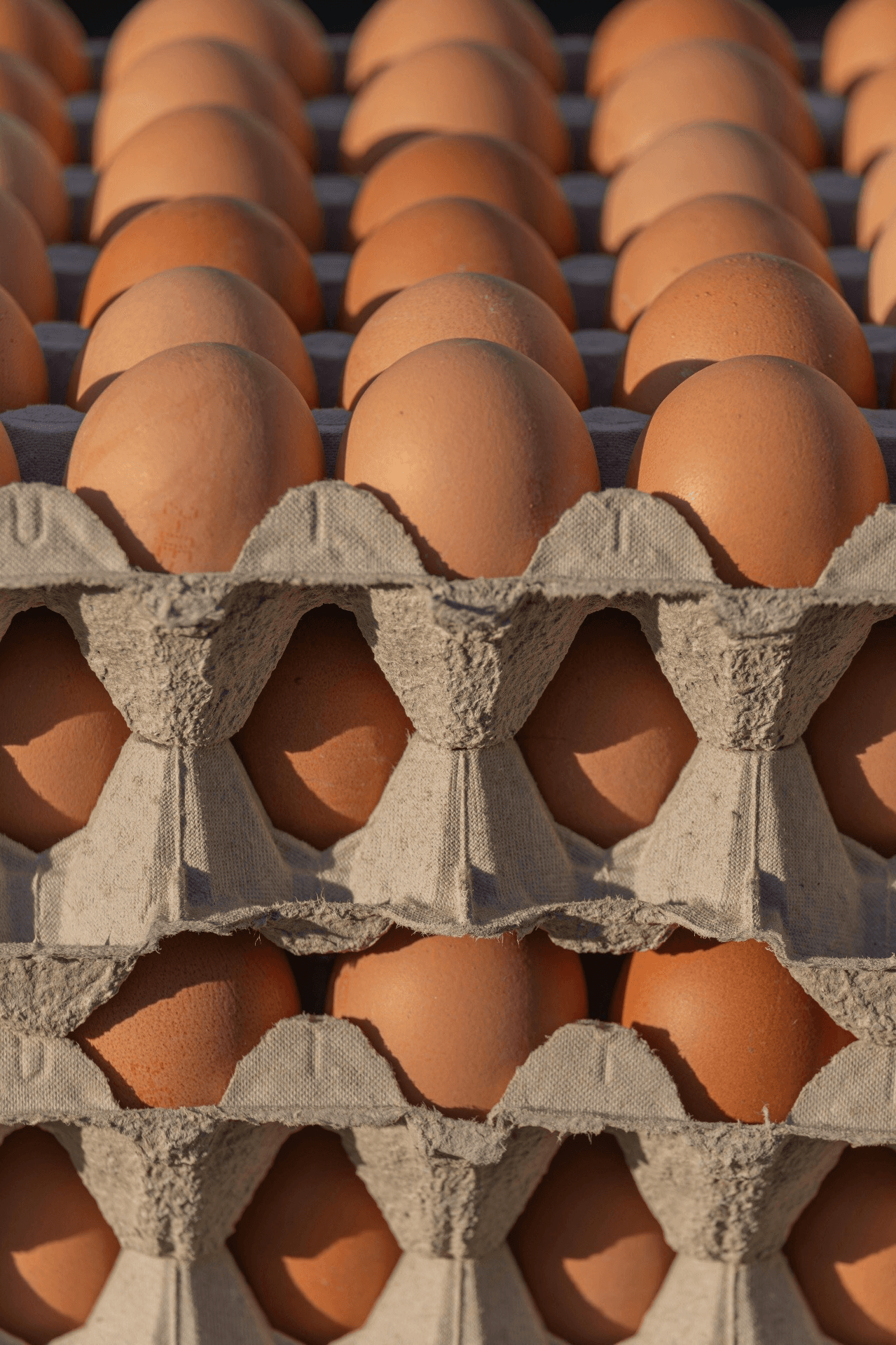 Fresh egg trays